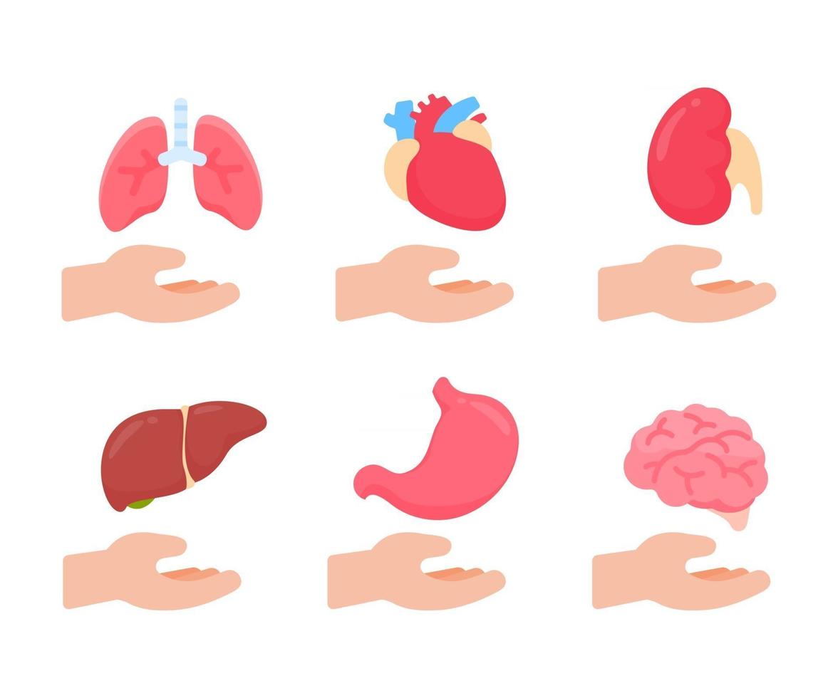 Vector human organs. Human body internal parts Concept of study of body systems.