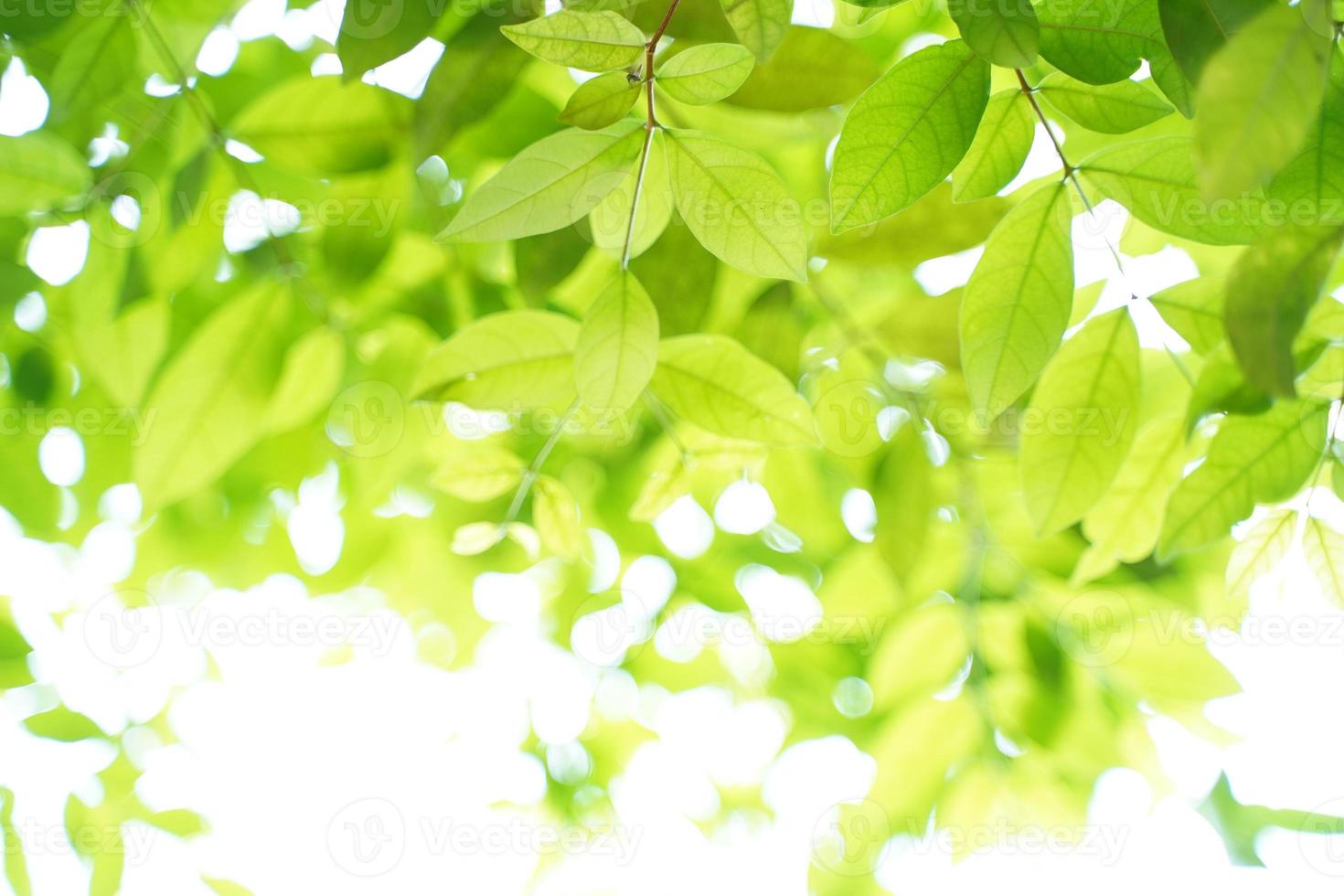 Natural green leaf background with selective focus. Closeup nature view of green leaf on blurred greenery background photo