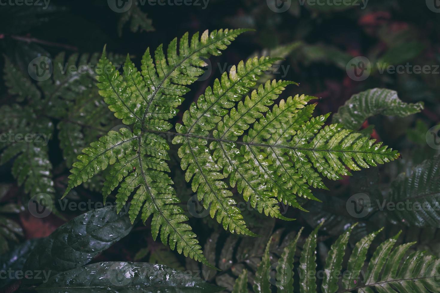 helecho verde natural en la selva tropical foto