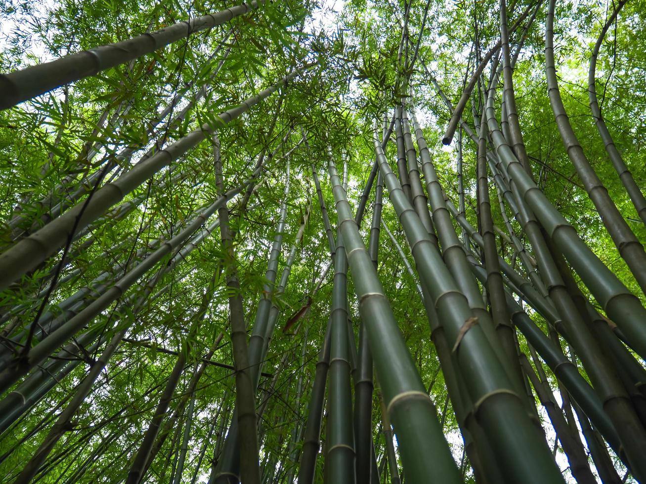 Bosque de bambú por la mañana, pintorescos matorrales de bambú, Tailandia foto