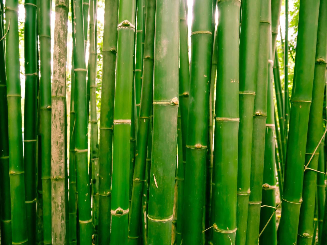 Bamboo forest in the morning, picturesque thickets of a bamboo in