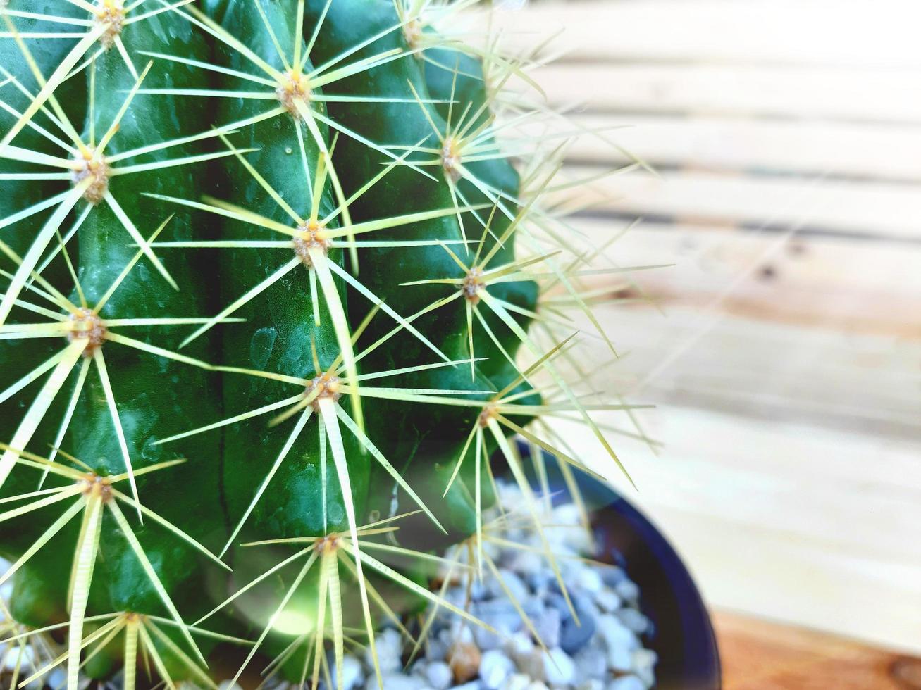 flor de cactus que crece en una maceta. estilo creativo minimalista. Fondo de textura de cactus de espina. foto