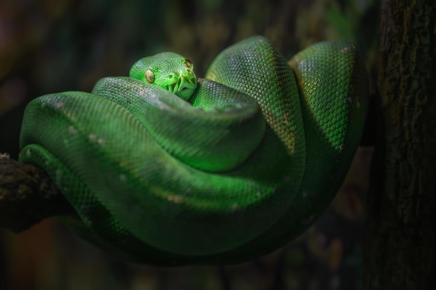 pitón de árbol verde foto