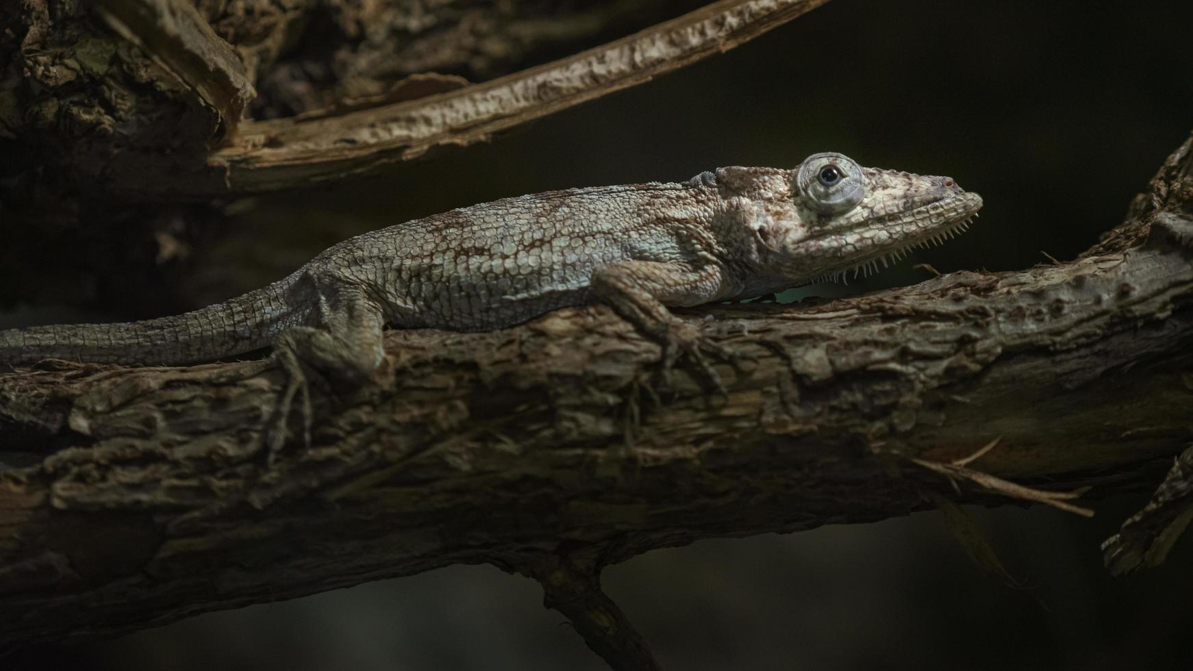 Brown anole on branch photo