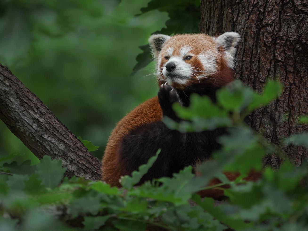 Red panda on tree photo