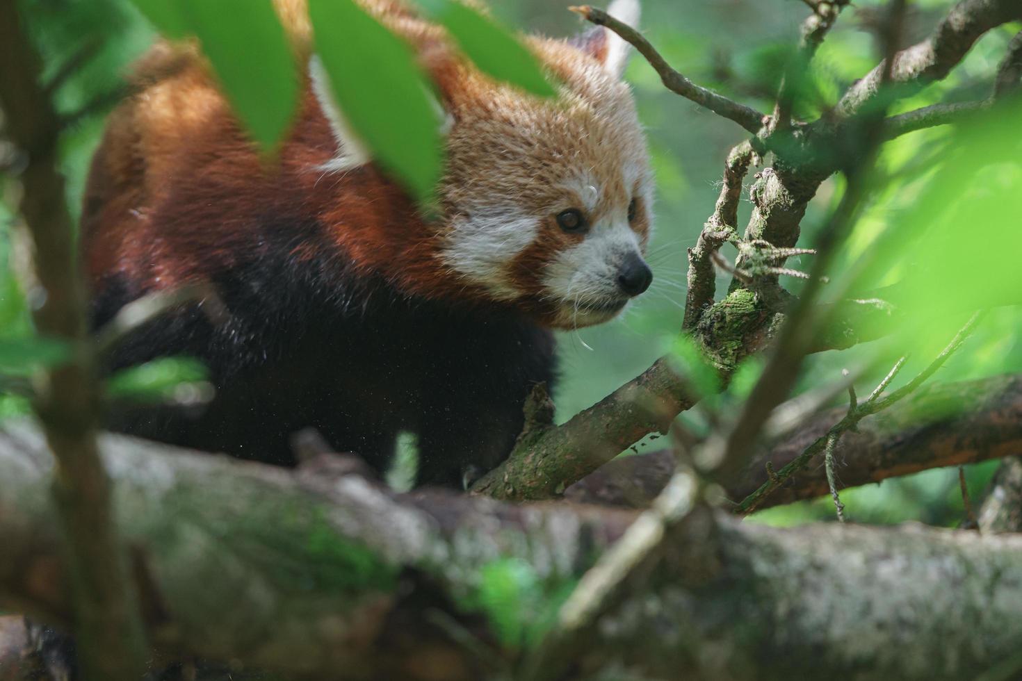 Red panda on branch photo