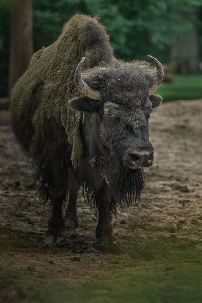 Portrait of American bison photo