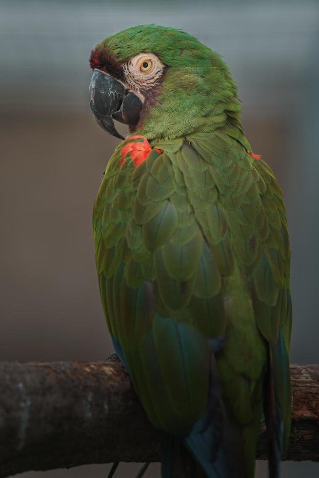 Chestnut fronted macaw photo