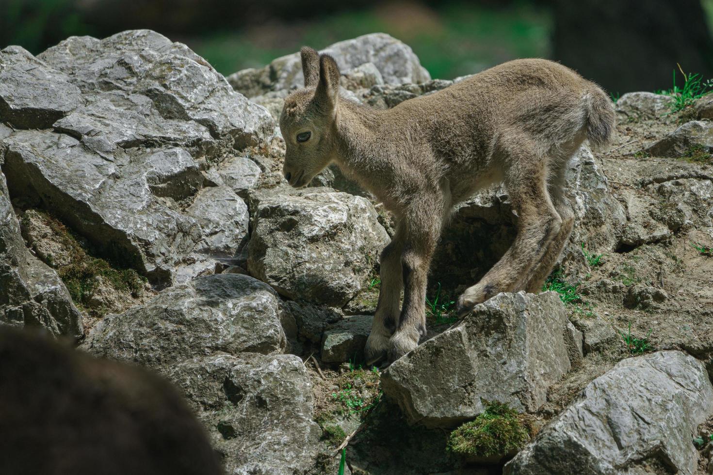 Siberian ibex on rock photo