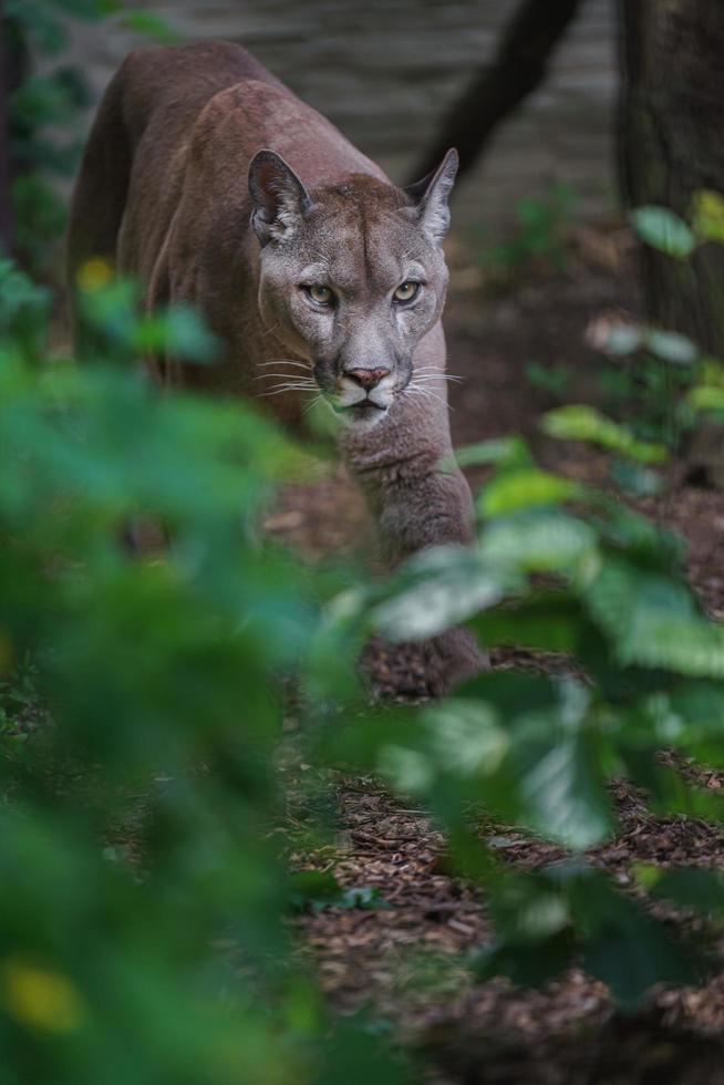 retrato de puma foto