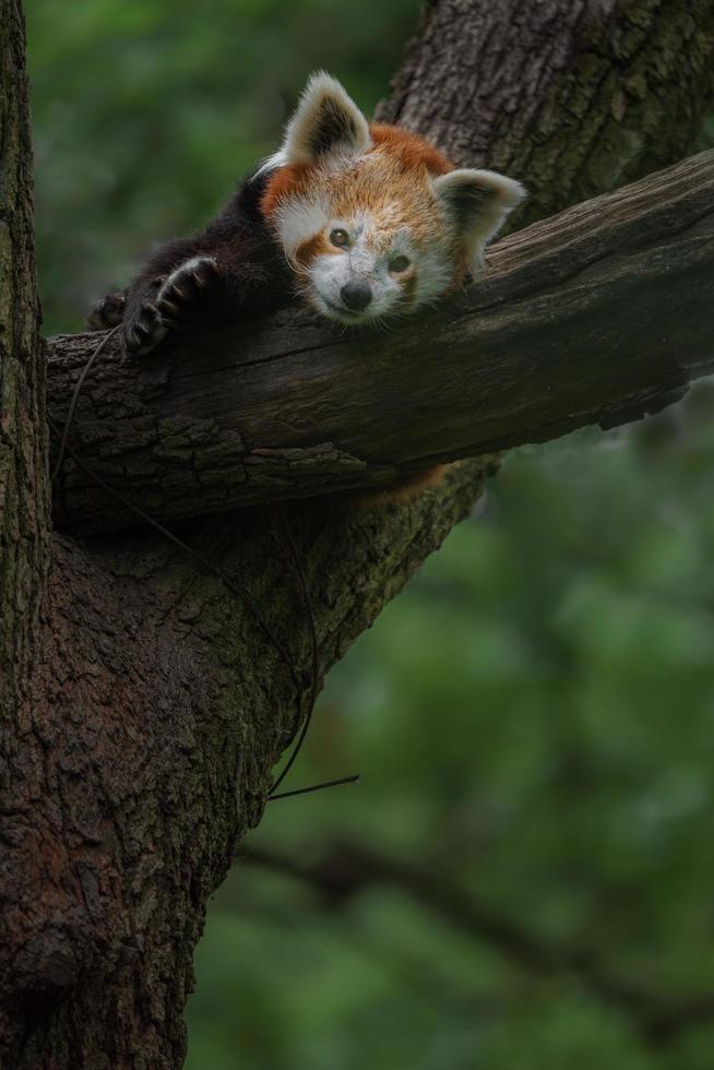 panda rojo en el árbol foto