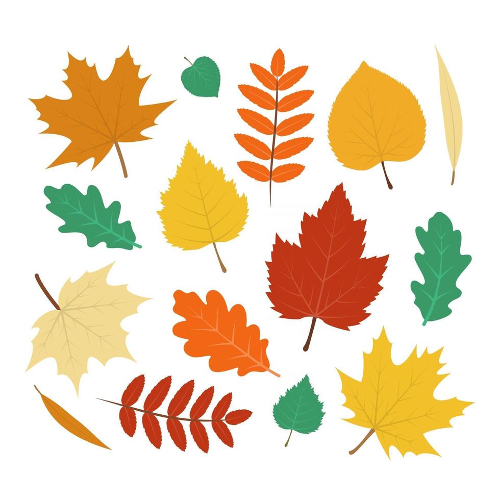 Collection of Colorful Autumn Leaves vector