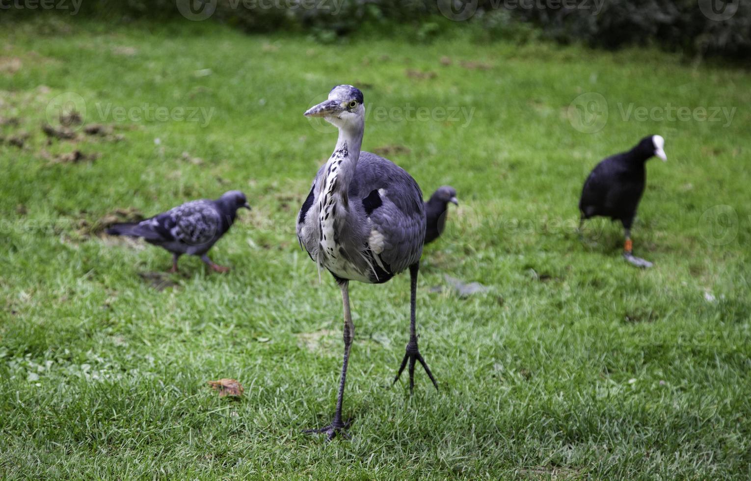 garza común en un parque foto