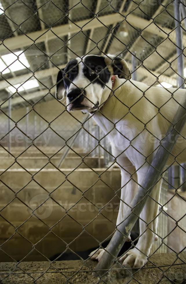 Abandoned and caged dogs photo