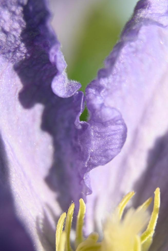 Light blue witch petals close up photo