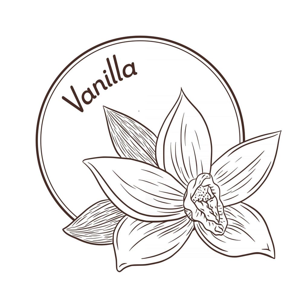 Plantilla de logotipo y emblema de flor de vainilla de estilo vintage vector