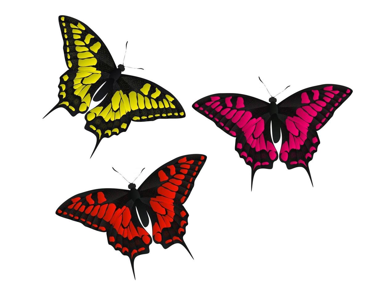 Butterfly Vector Illustration