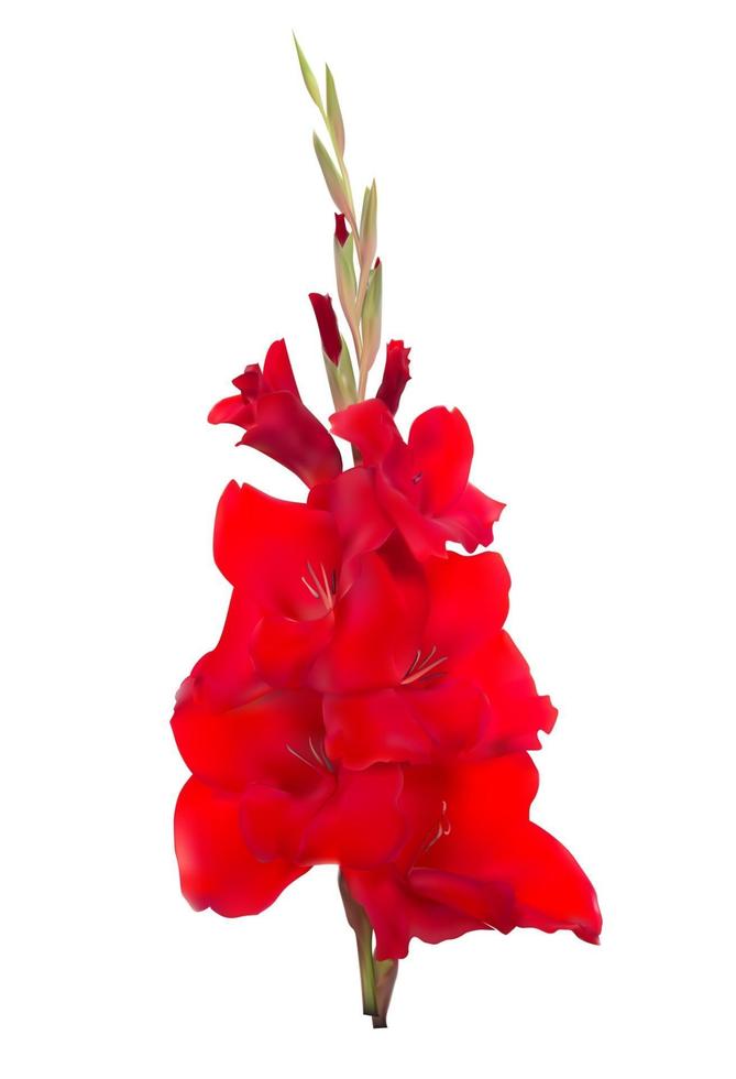 Red Flower Gladiolus Vector Illustration
