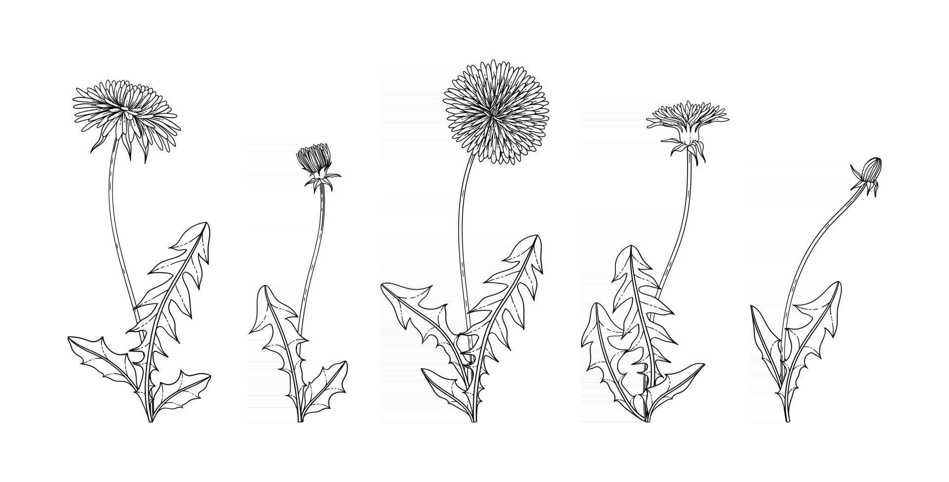 Hand drawn dandelion floral illustration. vector