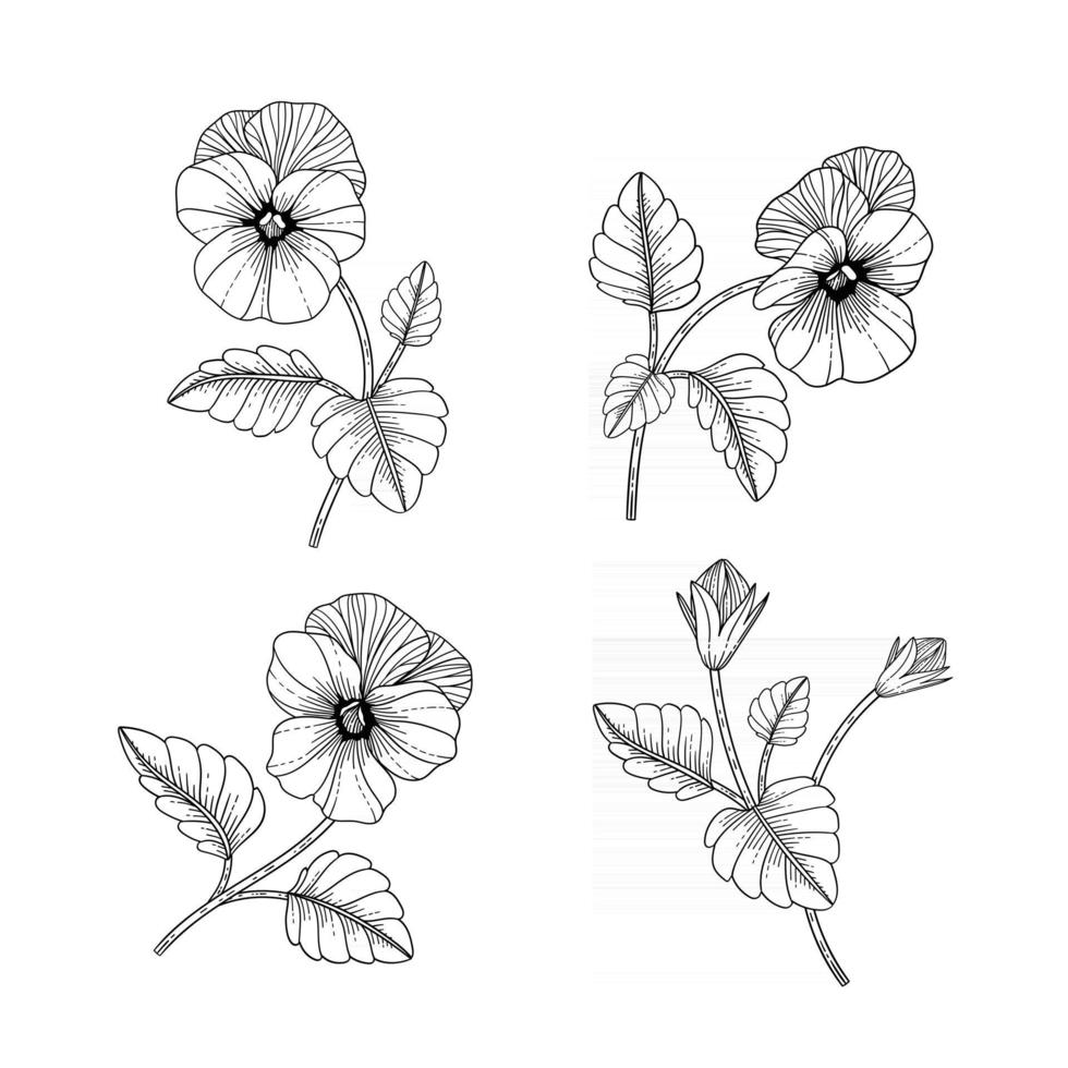 Hand drawn pansy floral illustration. vector