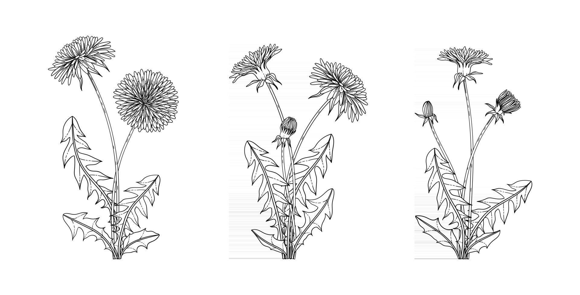 Hand drawn dandelion floral illustration. vector