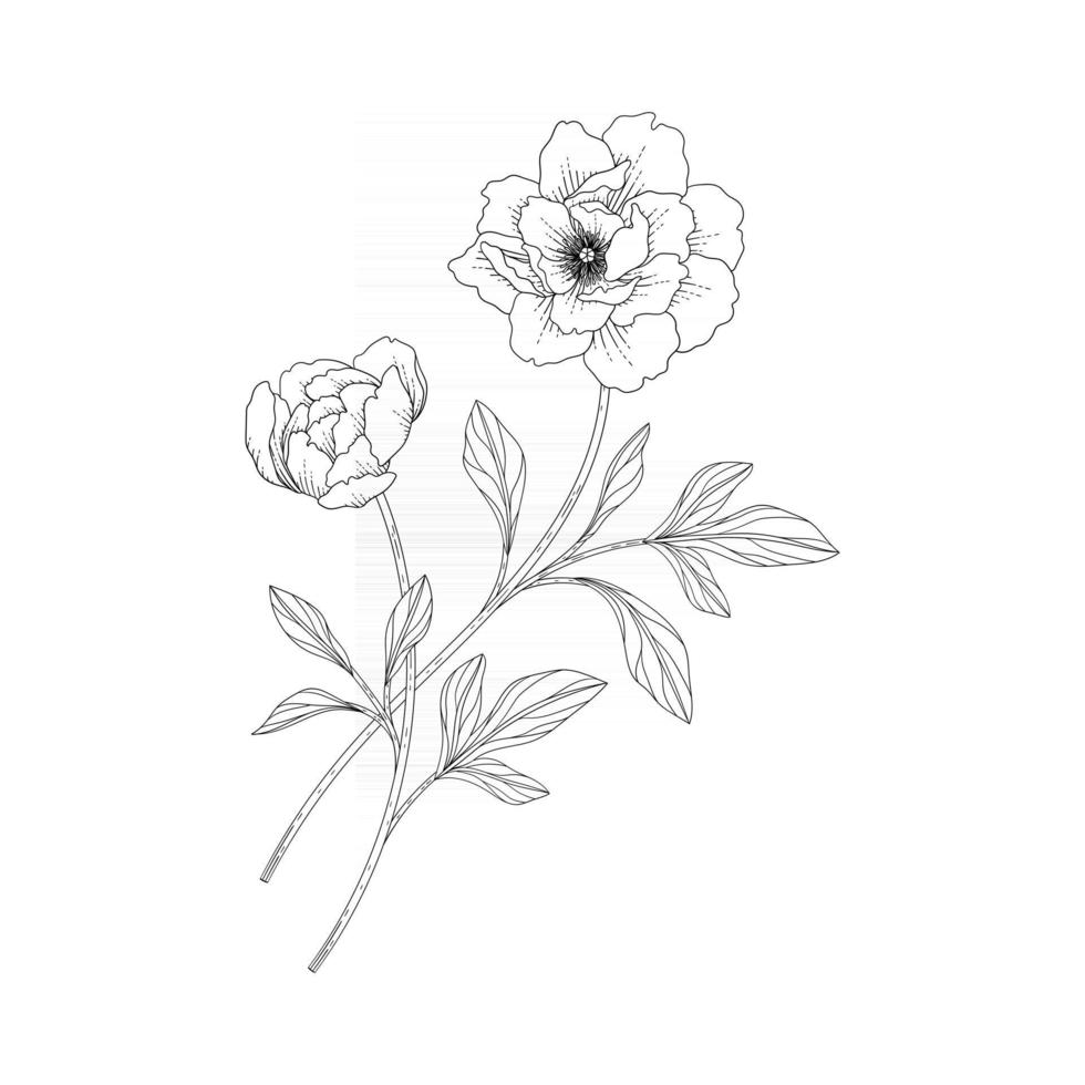 Hand drawn peony floral illustration. vector