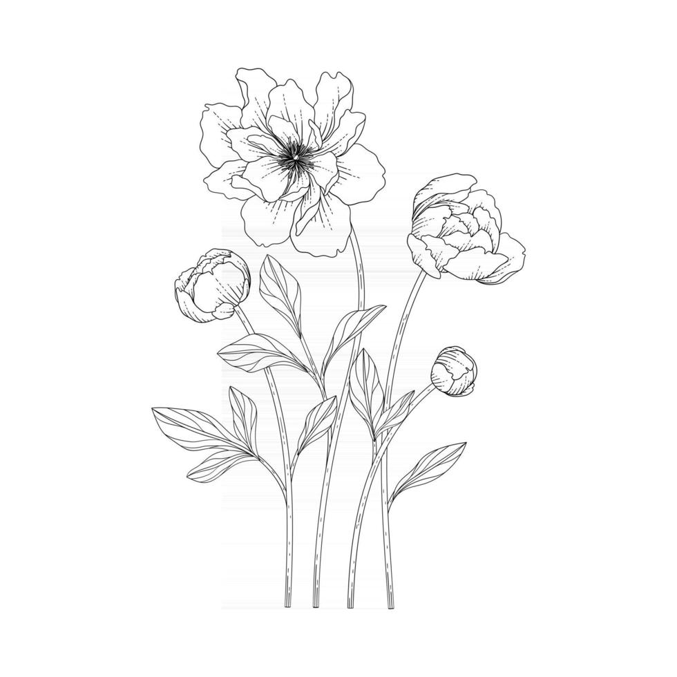 Hand drawn peony floral illustration. vector