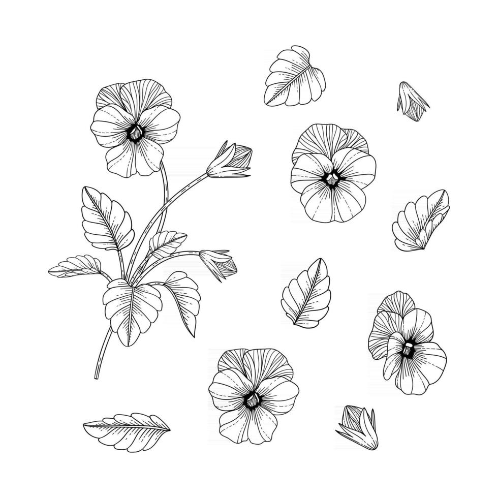 Hand drawn pansy floral illustration. vector