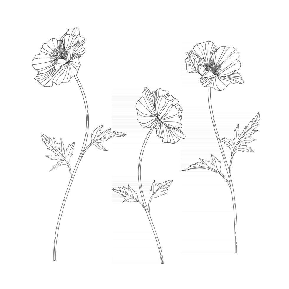 Hand drawn poppy floral illustration. vector