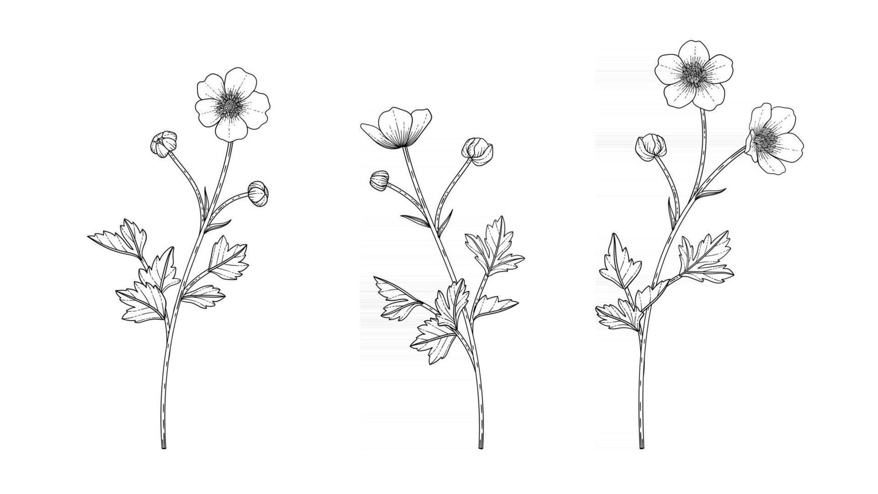 Hand drawn buttercup floral illustration. vector