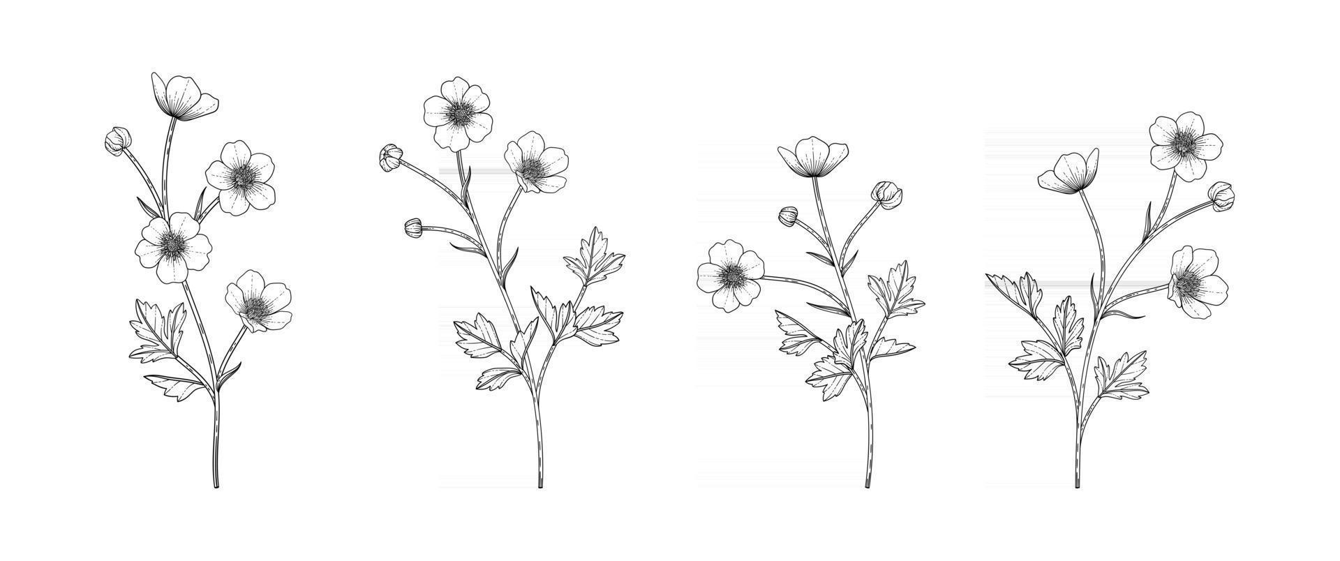 Hand drawn buttercup floral illustration. vector