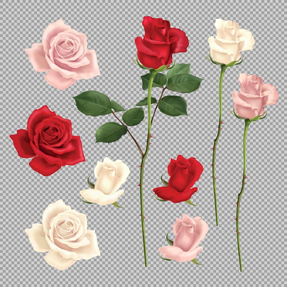 rosa realista conjunto ilustración vectorial vector