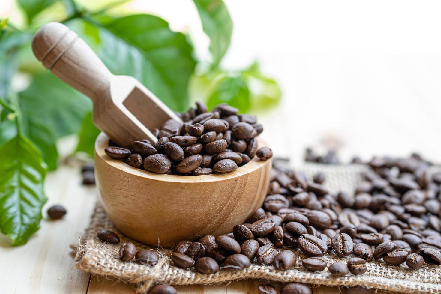 medio de grano de café tostado en un tazón de madera con hojas frescas por la mañana. foto