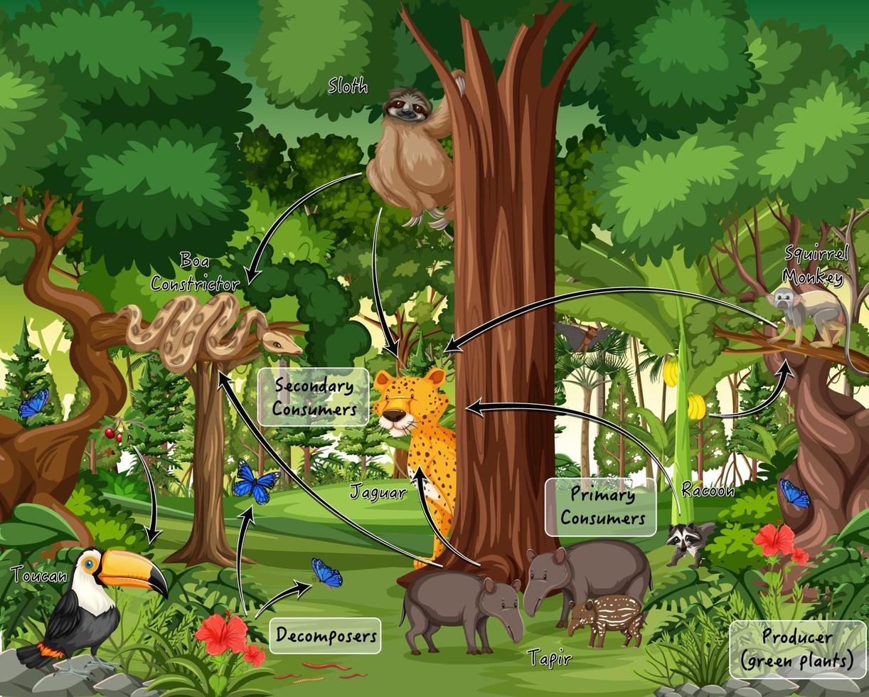 Diagrama que muestra la red alimentaria en la selva tropical. vector