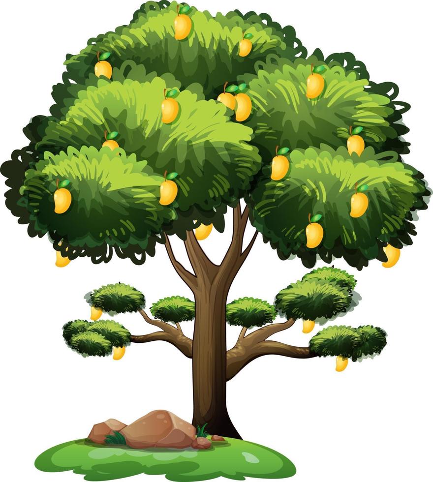 Yellow mango tree isolated on white background vector