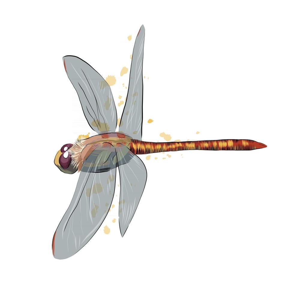 Dragonfly from a splash of watercolor, colored drawing, realistic. Vector illustration of paints