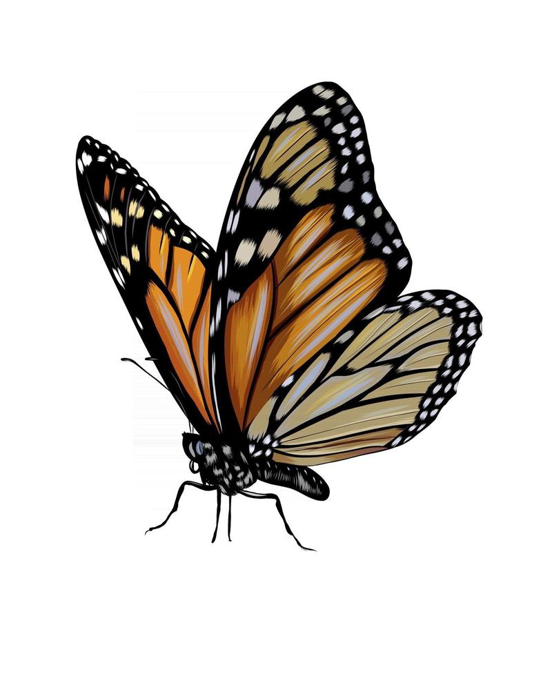 mariposa de un toque de acuarela, dibujo coloreado, realista. ilustración vectorial de pinturas vector