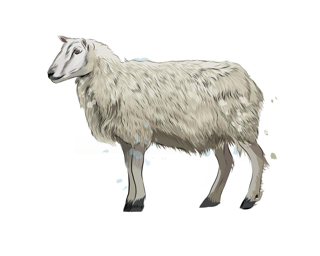 Sheep from a splash of watercolor, colored drawing, realistic. Vector illustration of paints