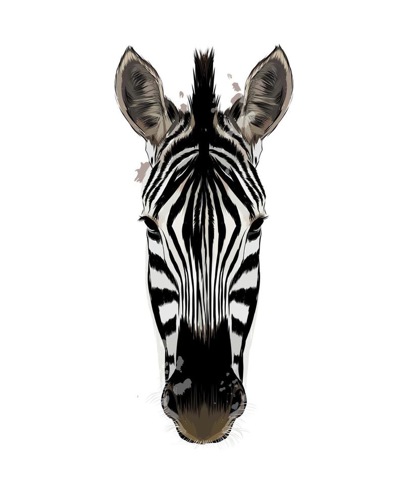 Zebra head portrait from a splash of watercolor, colored drawing, realistic. Vector illustration of paints