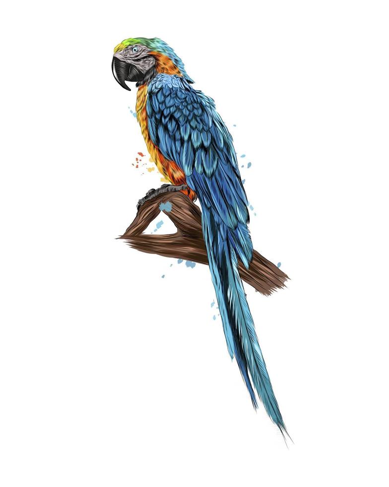 Parrot macaw from a splash of watercolor, colored drawing, realistic. Vector illustration of paints