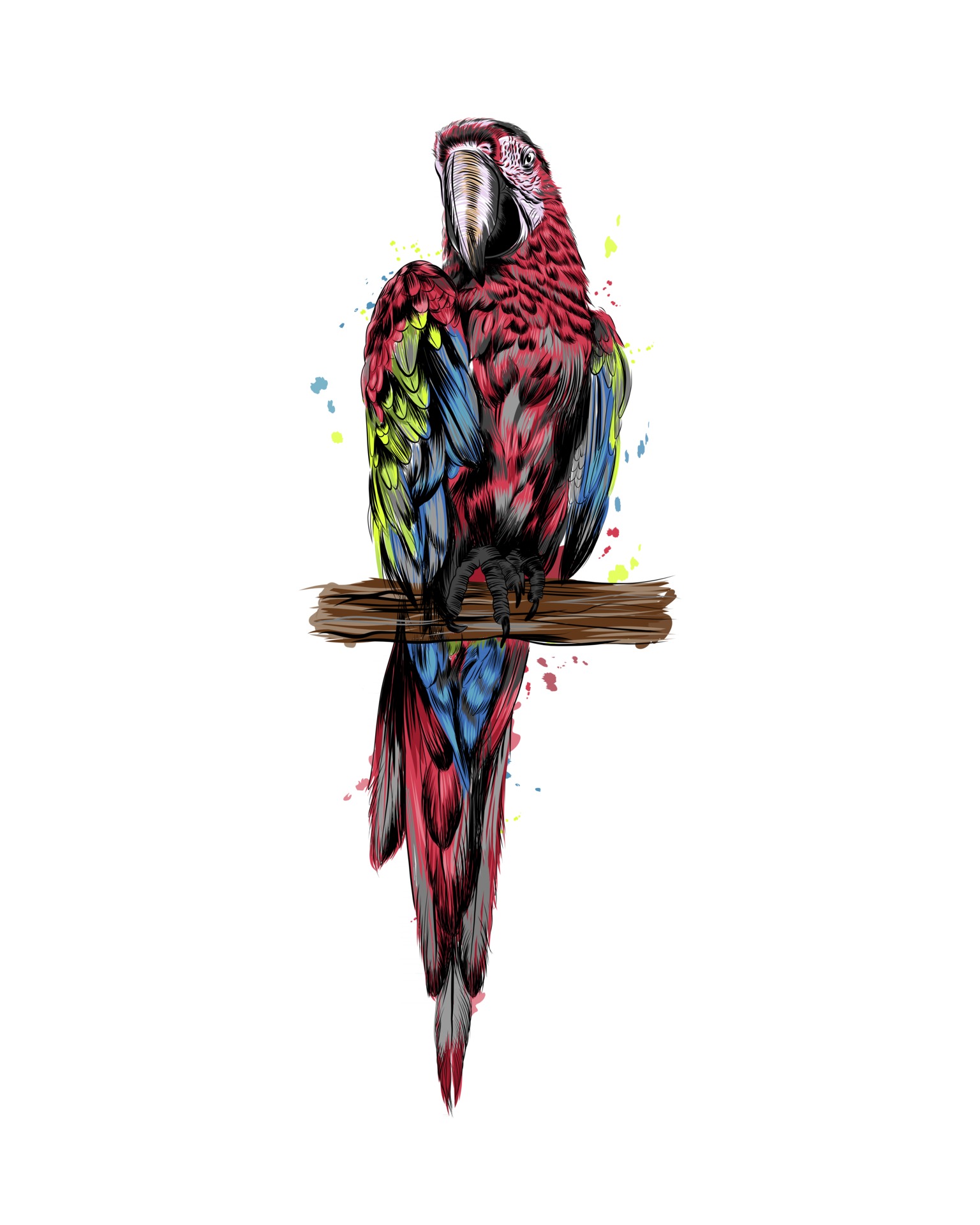 Realistic Drawings Of Parrots