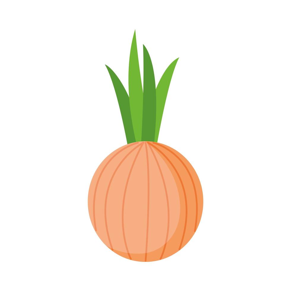 Isolated onion vegetable vector design