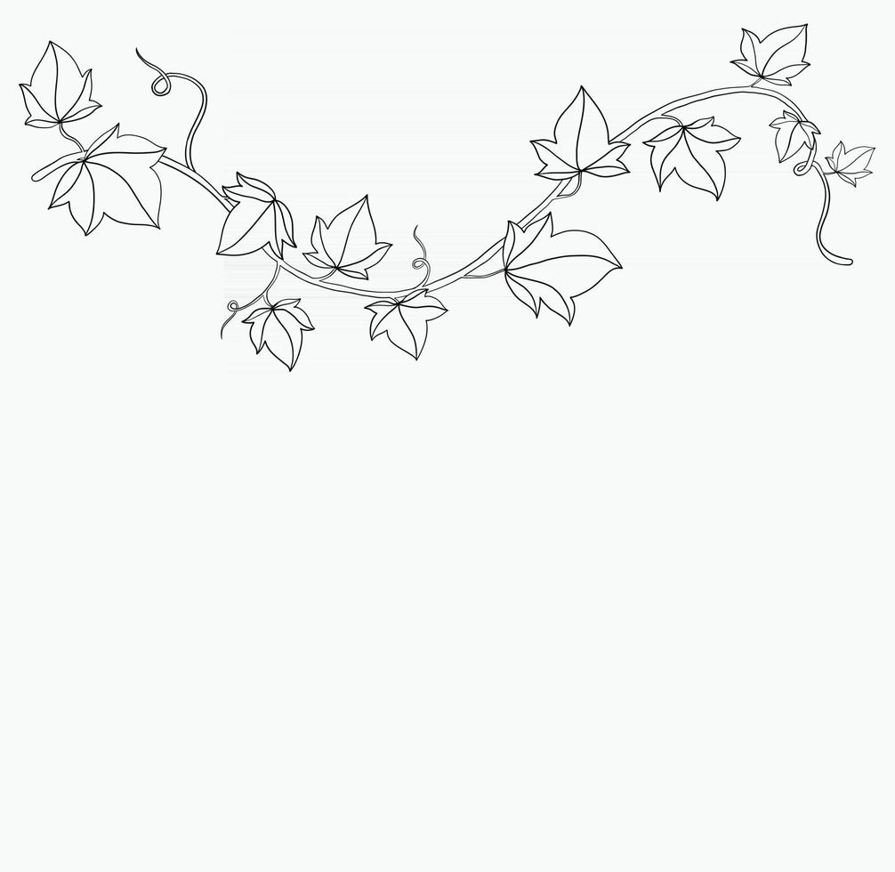 Simplicity ivy freehand drawing flat design. vector