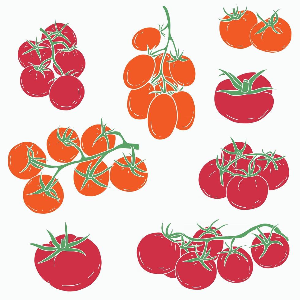 Doodle freehand sketch drawing of tomato vegetable. vector