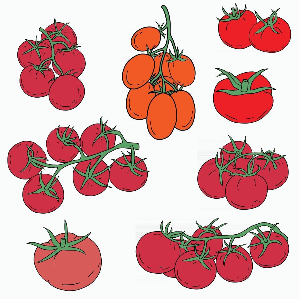 Doodle freehand sketch drawing of tomato vegetable. vector