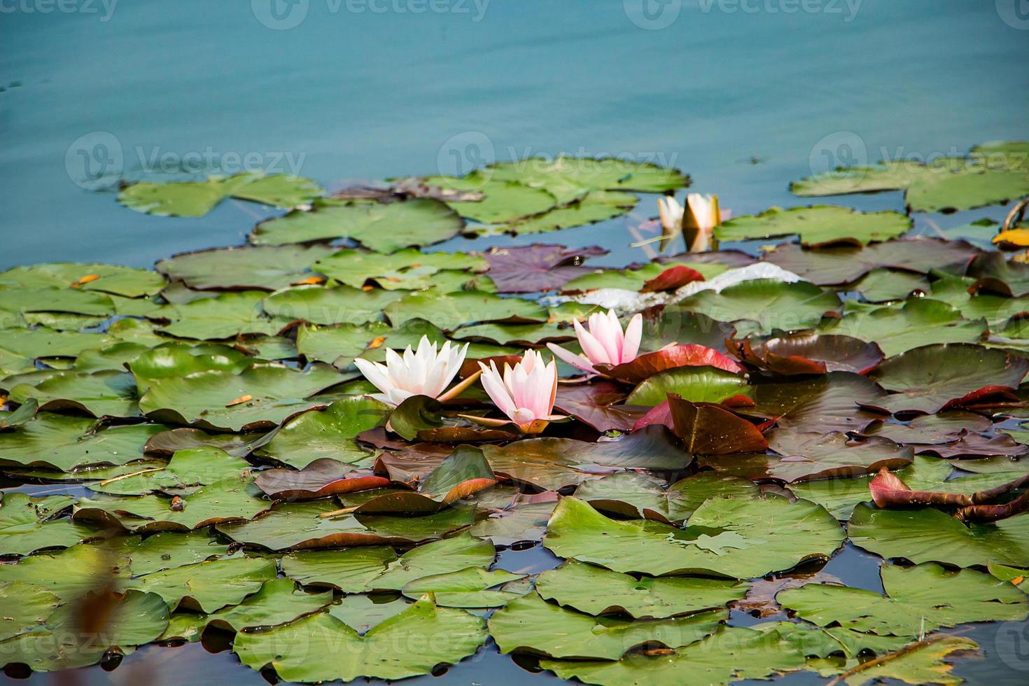 lotos rosados en agua clara. hermosos nenúfares en el estanque. flor asiática - un símbolo de relajación. foto