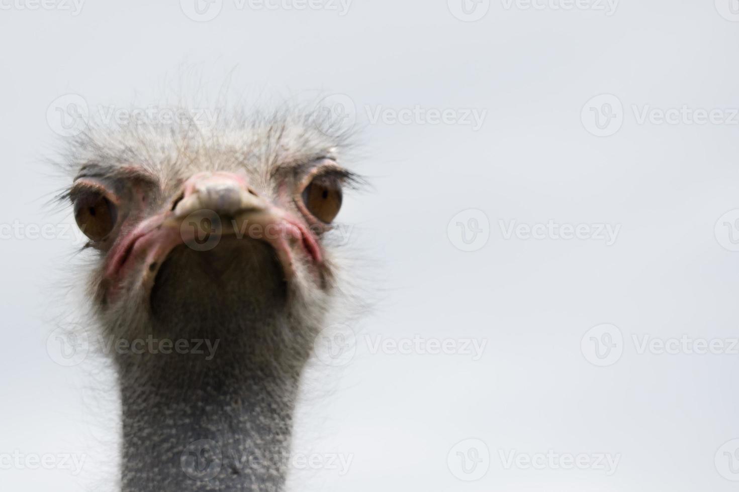 granja de avestruces, un pájaro de cerca foto