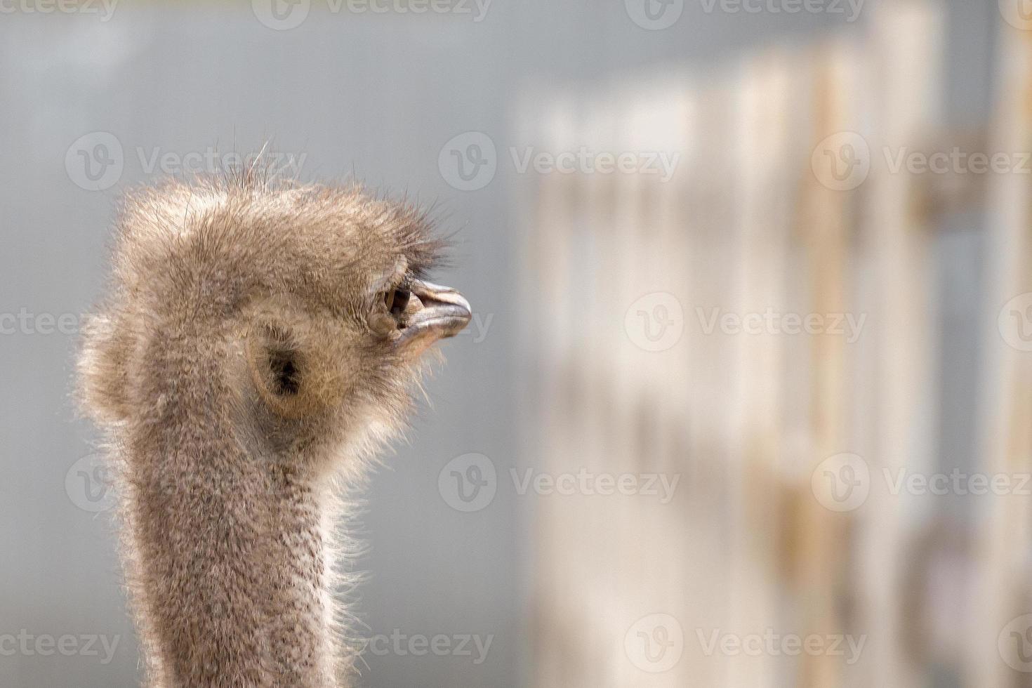 Ostrich farm, a bird close up photo