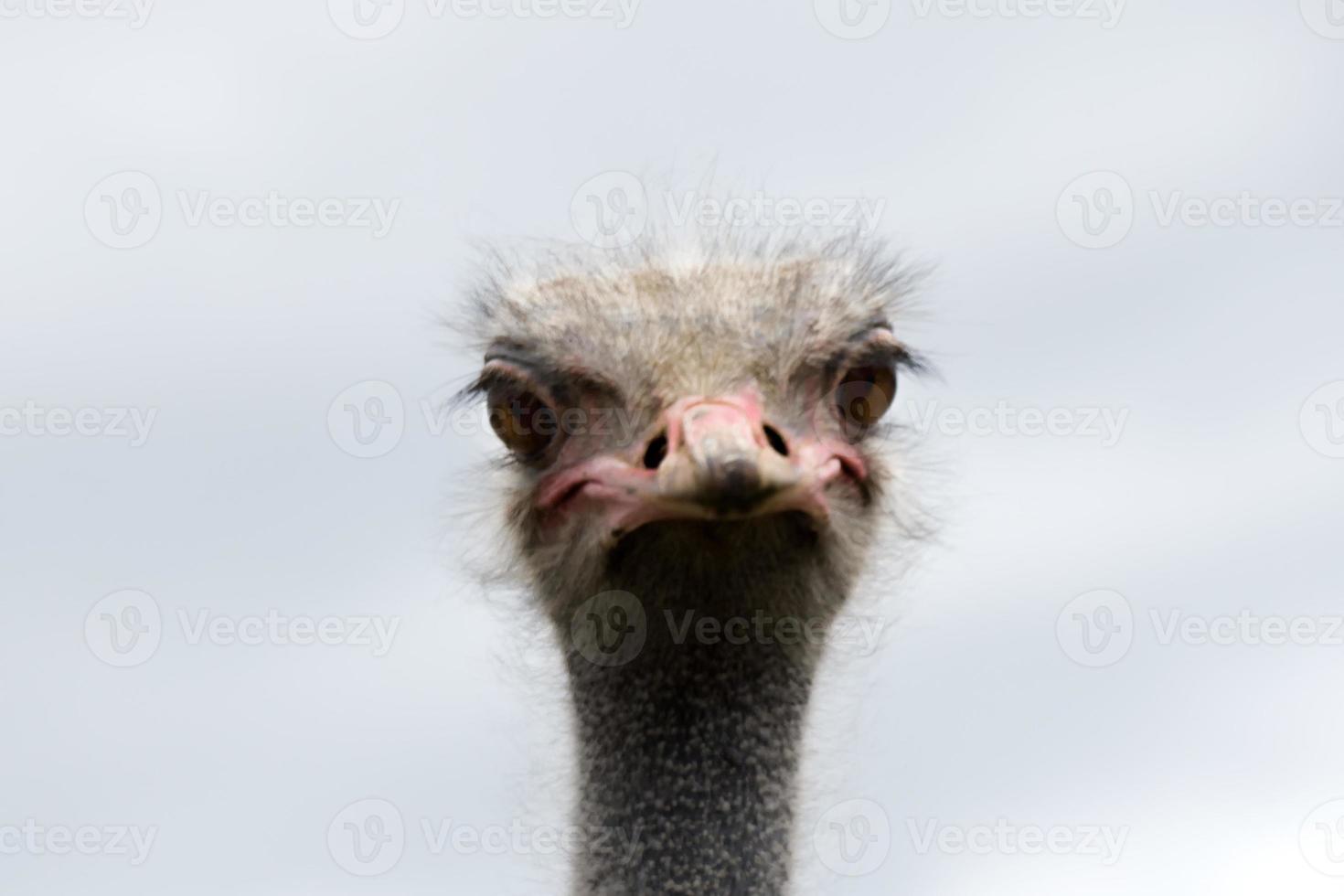 Ostrich farm, a bird close up photo