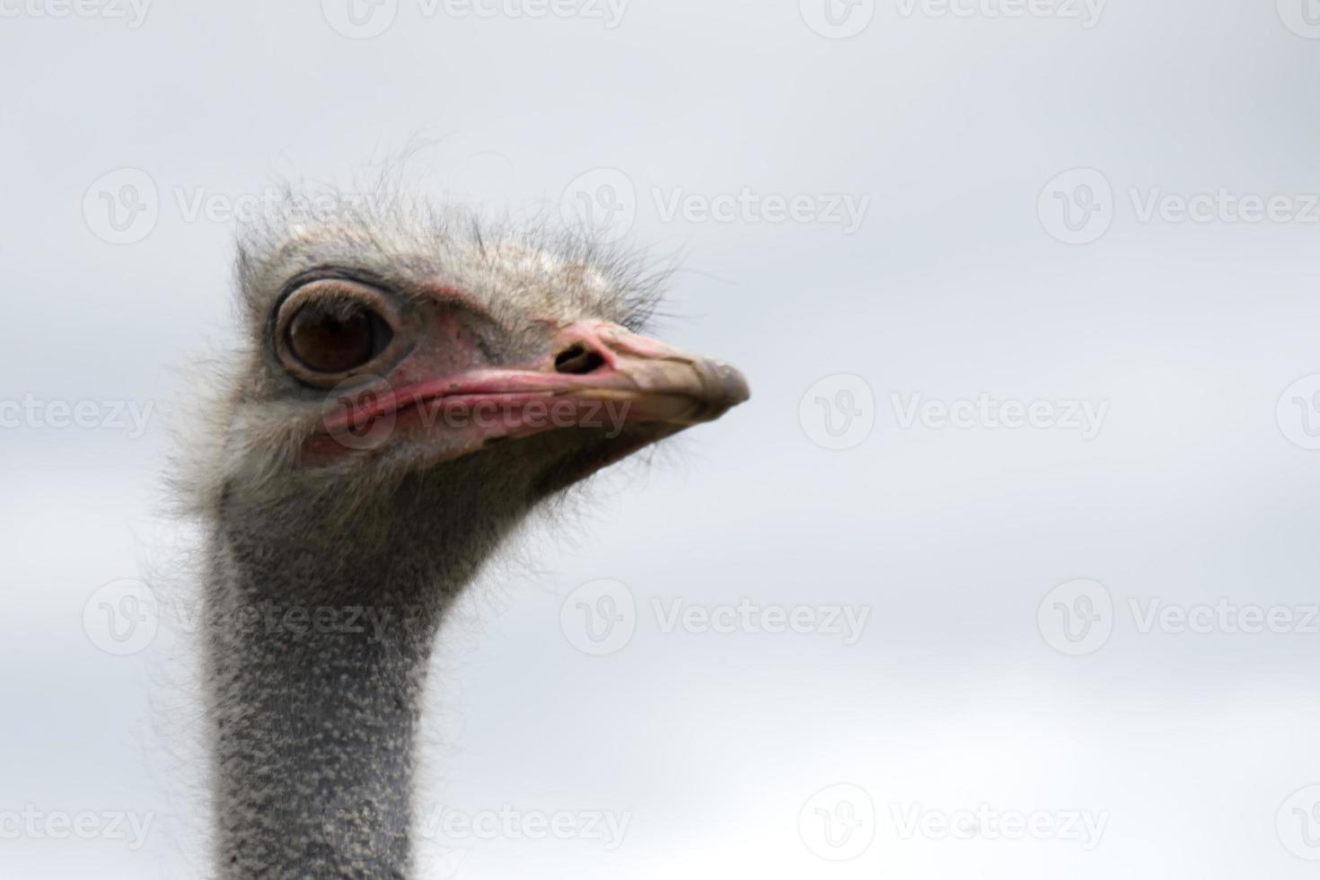 granja de avestruces, un pájaro de cerca foto